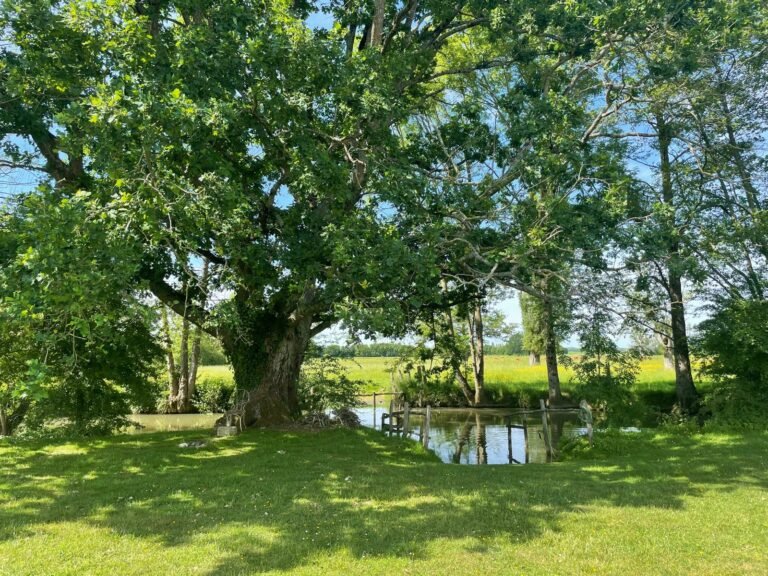 Un chêne ancien au bord de l’eau